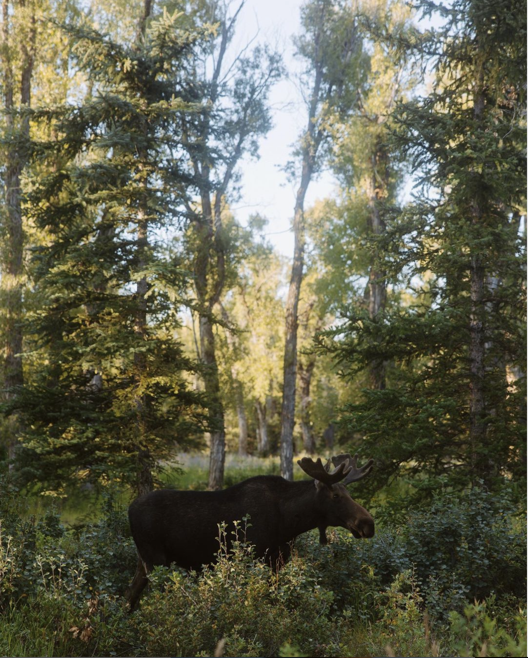 Beauty through the lens of the world